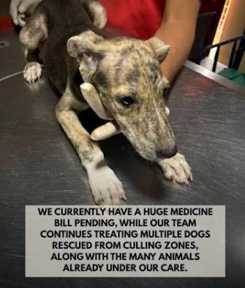 JeevSahara Foundation shelter caring for a rescued dog